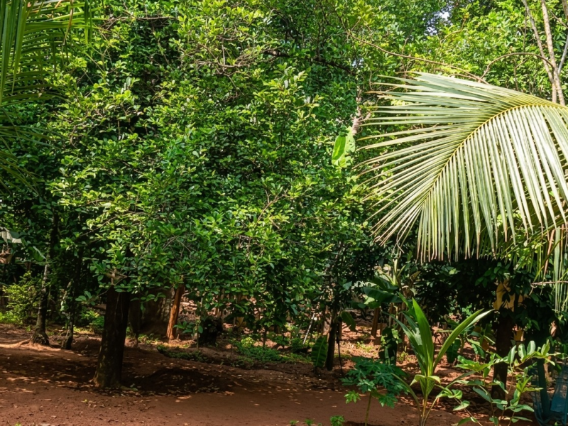 Prime Plots for Sale in Pudukkad, Thrissur