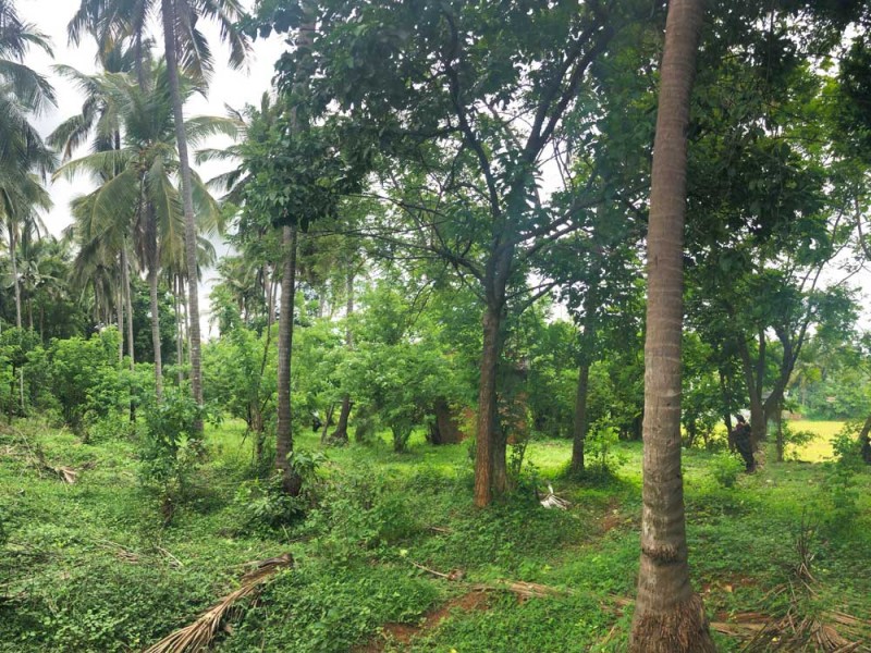 52.5 cents prime residential property near Alathur, Palakkad - for urgent sale!