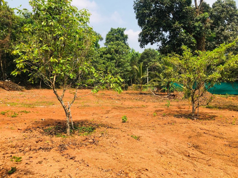 Land for Sale at Choorakode, Kizhakkambalam, Ernakulam