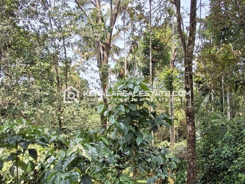Land for Sale at Krishnagiri, Wayanad