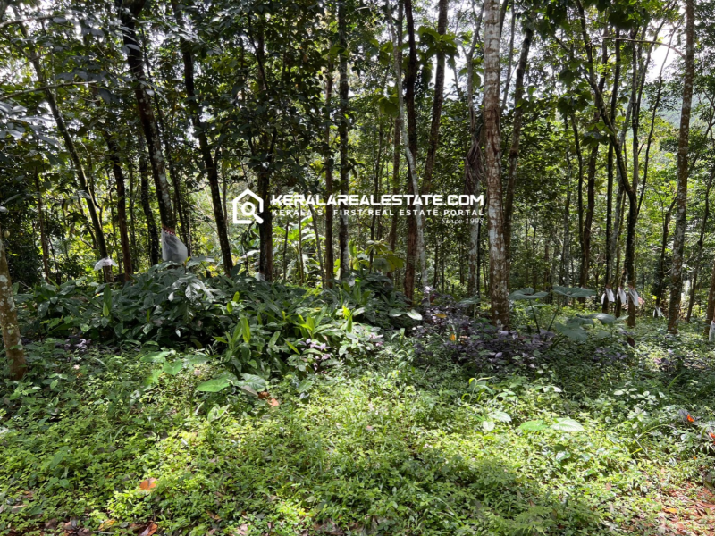 Rubber Plantation for Sale in Koothattukulam, Ernakulam 