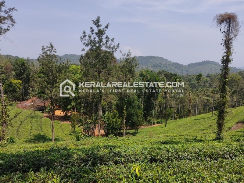Estate With House for Sale in Valat, Wayanad 