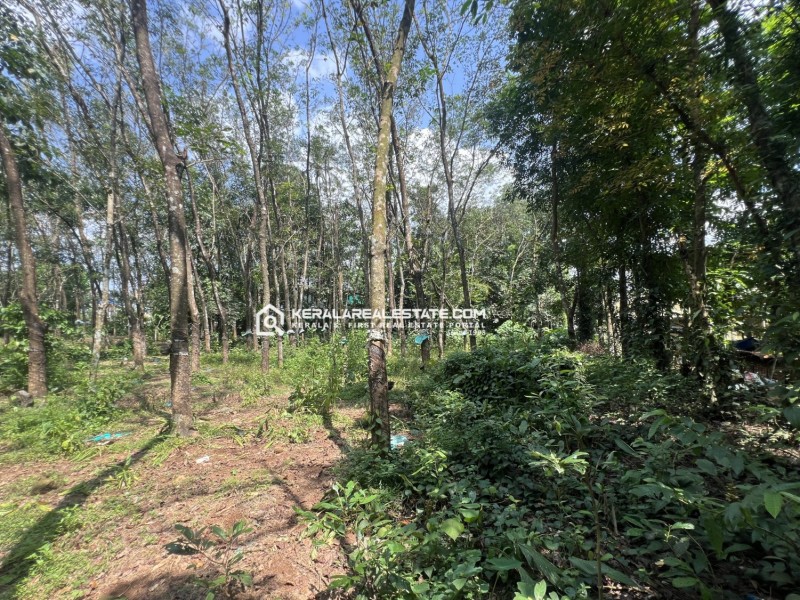 Land with House for Sale in Anappara, Angamaly, Ernakulam 