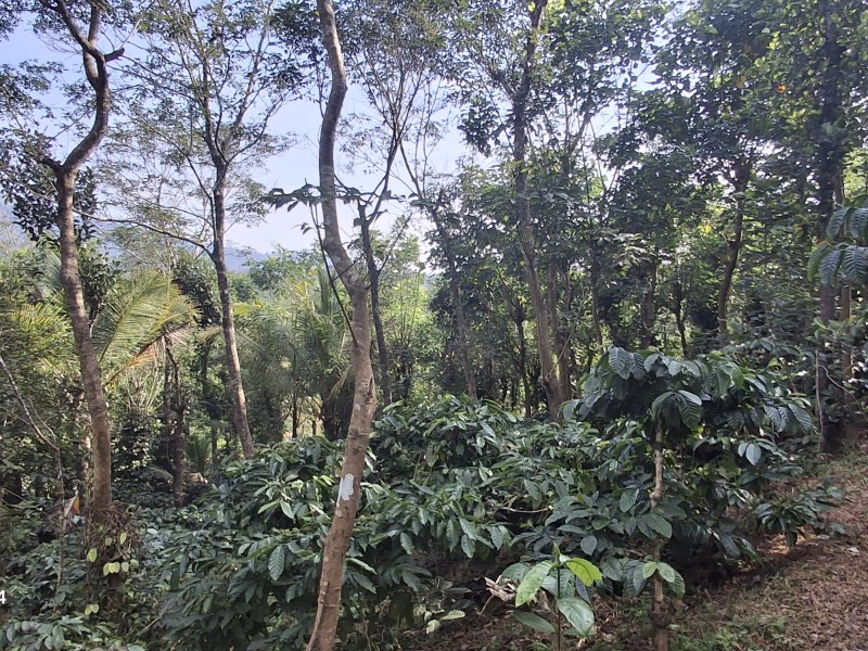 3 Acre Land for Sale in Wayanad, Kerala