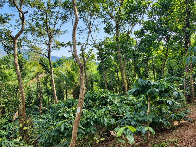 3 Acre Land for Sale in Wayanad, Kerala