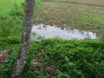 5 Acres of Paddy field for sale at Mananthavady, Wayanad