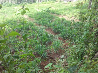  Residential land with old house for sale at Panamaram, Wayanad