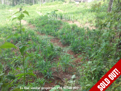  Residential land with old house for sale at Panamaram, Wayanad