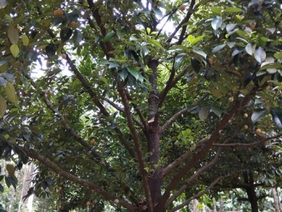 12.5 Acres of yielding plantations for sale at Thelpara, Nilambur, Malappuram
