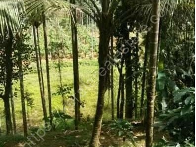 3 Acres of Agricultural land for sale at Sulthan Bathery,Wayanad.