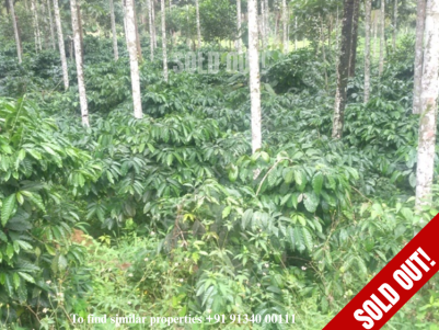 2.5 Acres of Coffee Plantation for Sale at Vythiri, Wayanad..