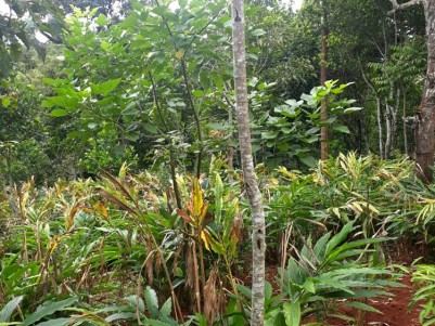 2 Acers of Cardamom plantation for Sale at   Rajakumari, Idukki