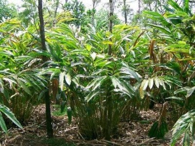 cardamom plantation