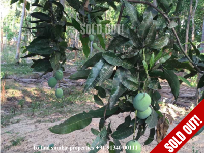EXCELLENT 60 CENTS  PRIME PLOT FOR SALE AT PALLAPURAM, OTTAPALAM 