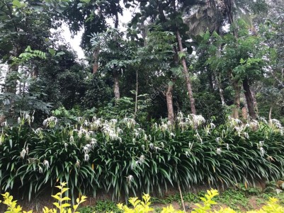 Estate for Sale in Palakkad, Kerala