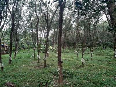 Rubber Plantation for sale  at Kottayam