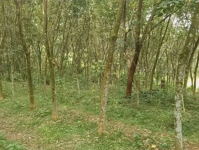 50 Cent Land with Rubber Plantation Ideal for House Construction at Arayankavu,Kottayam