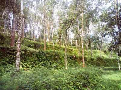 5.14 Acre Rubber plantation for sale near Marangattupilly, Kottayam