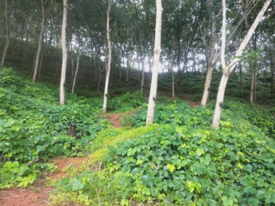 13 Acres of Rubber Plantation For Sale at Perla,Kasargod