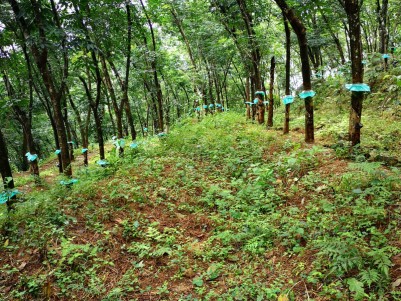 3.5 Acres of  Rubber Plantation with Small  House for Sale at Panthaplavu, Kollam
