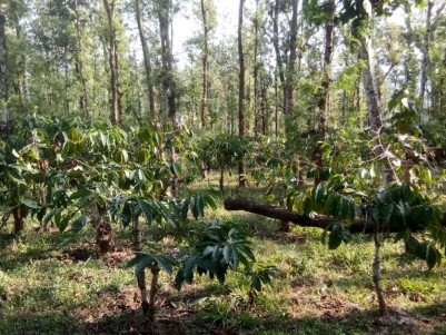  Coffee and Pepper Plantation for Sale at Mananthavady, Wayanad