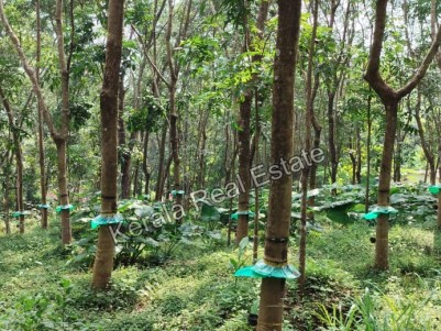 Rubber Plantation for Sale at Amanakara, Ramapuram, Kottayam