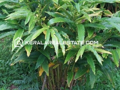 Cardamom Planatation for Sale in Kumily, Idukki