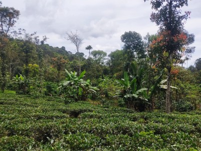 Tea & Coffee Plantation for Sale in Vallithode, Wayanad