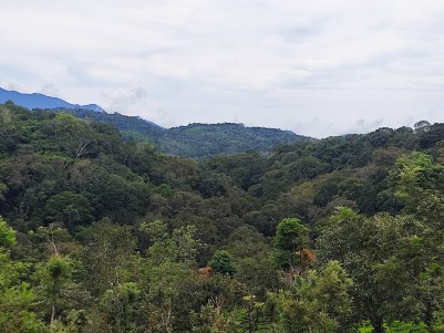 Land Suitable for Resort for Sale in Periya, Wayanad