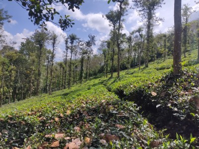 Scenic Tea Plantation Plot for Sale in Kattimoola, Wayanad