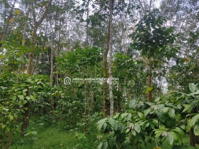Land Suitable for Homestay in Nadavayal, Wayanad