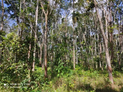 Resort Land for Sale in Panamaram, Wayanad