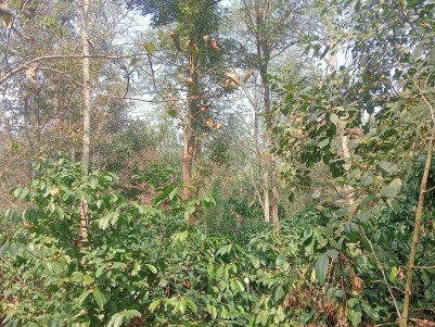 4 Acre Land for Sale in Pulpally, Wayanad 