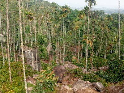11 Acre Hill Property for Sale in Muttil, Wayanad 