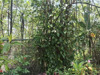 3 BHK House for Sale in Chundakkara, Wayanad