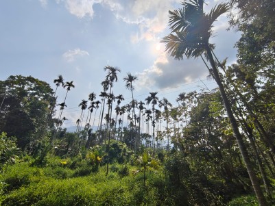 Land for Sale in Padinjarathara, Wayanad