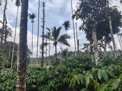 3 Acre Agricultural Land with House for Sale in 6th Mile, Chethalayam, Wayanad 