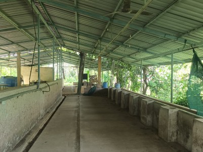 Dairy Farm with Modern Cattle Shed for sale in Varadoor, Poothadi, Wayanad