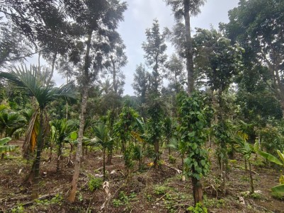 PREMIUM VILLA / HOMESTAY / FARMHOUSE LAND FOR SALE IN PAYYAMBALLY, WAYANAD 