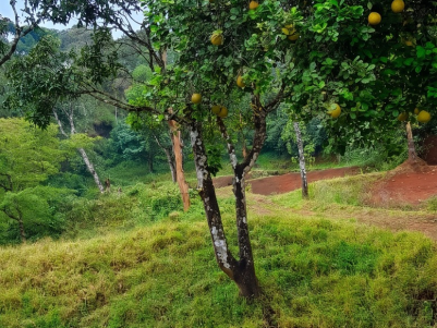 Land for Sale in Bison Valley , Munnar, Idukki 