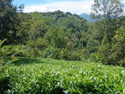 Land for Sale in Valad, Wayanad