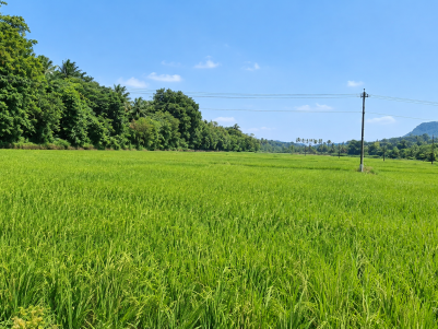  AGRICULTURAL LAND FOR SALE IN VAVULYAMKAD, MANGALAM, VADAKKENCHERY,PALAKKAD