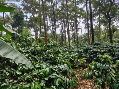 Prime Land for Sale in Neervaram, Wayanad 
