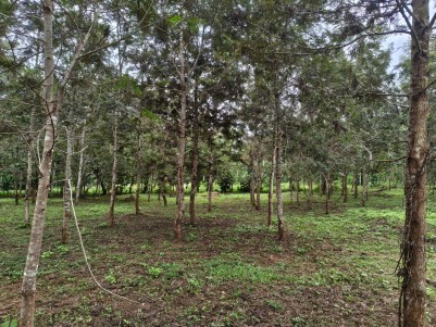 1.40 Acre Land for Sale in Perikalloor, Wayanad